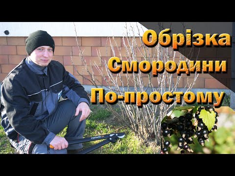 Видео: Обрізка смородини практично, на прикладі декількох кущів 2024