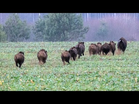 Видео: Загонная охота на кабана (Wild boar hunting with dogs).