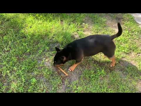 Видео: Зачем учитывать размеры растения? Ищу материалы для стола. Еще про полив