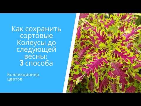 Видео: Как сохранить сортовые Колеусы до следующей весны на примере 11 сортов