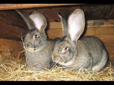 Видео: 💰💸КАК ЗАРАБОТАТЬ МИЛЛИОН НА КРОЛИКАХ🐰РАСЧЕТЫ И КОНСУЛЬТАЦИЯ СПЕЦА🐇 #3ч