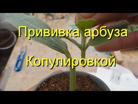 Видео: Прививка арбуза на лагенарию "копулировкой". Очень Простой метод !!!