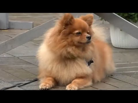 Видео: Догтренинг 518. Безупречный немецкий шпиц Ева.  Пушистое чудо