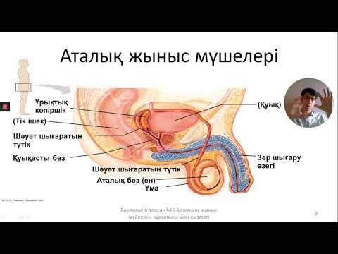 Видео: 45. Адамның жыныс жүйесінің құрылысы мен қызметі. 9-сынып. Биология