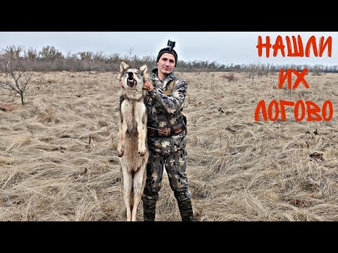 Видео: ТАКОГО МЫ НИКАК НЕ ОЖИДАЛИ! ДОБЫЛИ ПЕРВОГО ВОЛКА!