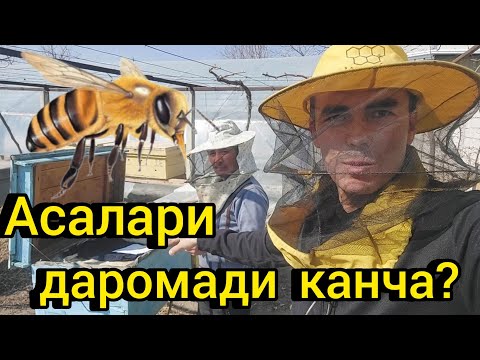 Видео: Асаларидан канча даромад килса булади?