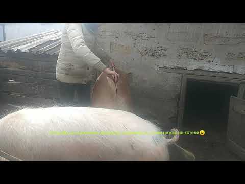 Видео: ВЕС СВИНЕЙ ПО ОБМЕРУ/вот тебе и вес