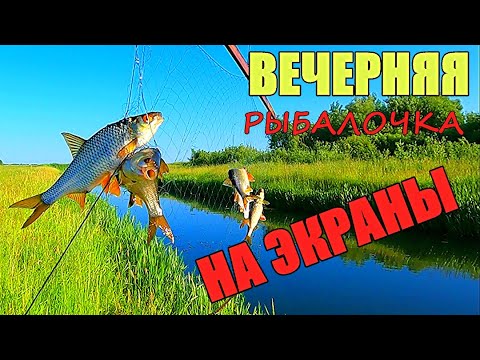 Видео: ВЕЧЕРНЯЯ РЫБАЛКА НА ЭКРАНЫ!!! Наловил кучу рыбы.