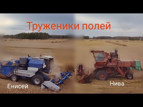 Видео: Уборочная страда в КФХ. Труженики полей комбайн СК-5 Нива и Енисей-1200-1.