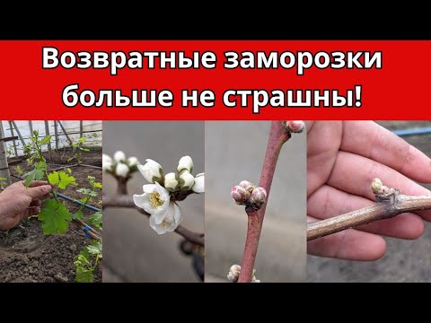Видео: Возвратные заморозки больше не страшны! Спасение винограда найдено!