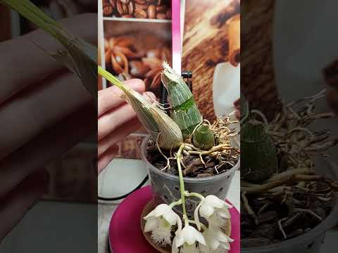 Видео: Clowesia grace Dun×rosea цветение .Clowesia rosea уход