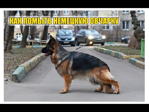 Видео: КАК ПОМЫТЬ НЕМЕЦКУЮ ОВЧАРКУ (ГРУМИНГ)