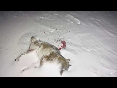 Видео: Охота ночью на хищника. Охота на волка. Охота на шакала. Охота с электронным манком iCOtec