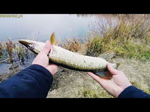 Видео: Рыбалка по новым местам! Шикарные места 🔥 Щука! Актобе. пос Бескоспа
