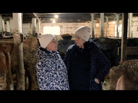 Видео: КУПИЛА ТЁЛОК 🐮🐮ЗА 300 ТЫСЯЧ !!!!