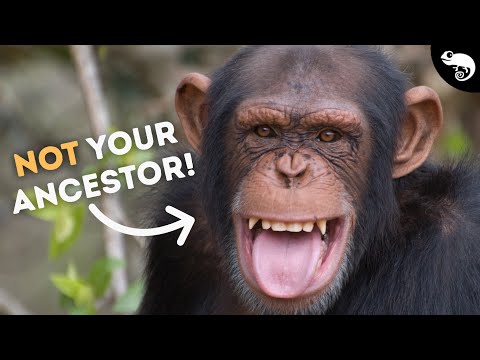 Видео: Мы НЕ произошли от шимпанзе!