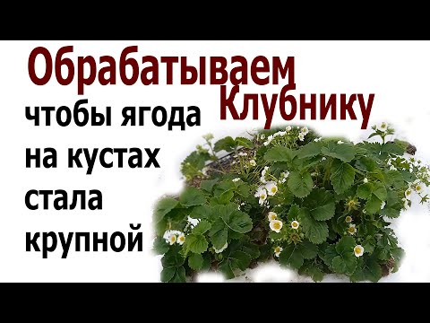 Видео: Чтобы ягода клубники была крупной и куст не болел.