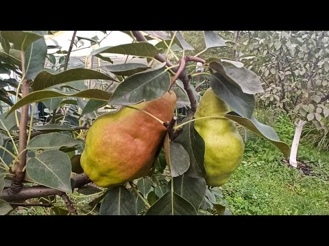 Видео: Обзор и дегустация семи сортов груш. Груши выращены в Подмосковье.