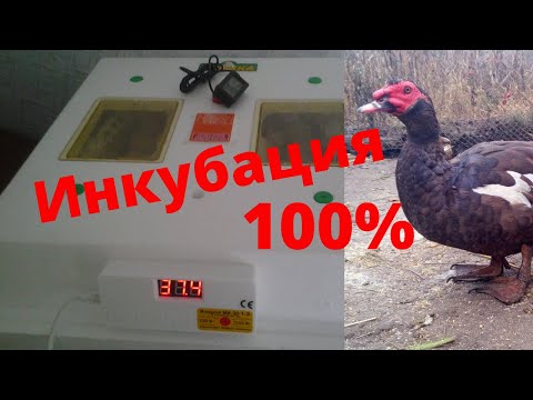 Видео: Инкубация яиц мускусной утки 100% провереная схема инкубации мускусных уток Индоуток Опыт Сельской Ж