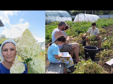 Видео: Сельские будни многодетной матушки/Собираем урожай/К этому невозможно привыкнуть 😔