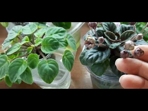 Видео: Цветущие фиалки. Обзорчик. 