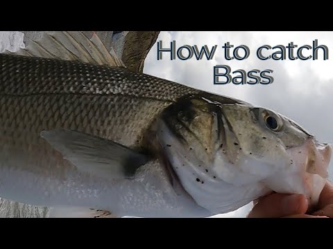 Видео: Ловля морского окуня | Двигайтесь, пока не найдете его или он вас!