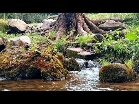 Видео: Звуки Природи для Твого Сну та Відпочинку| Звук Води