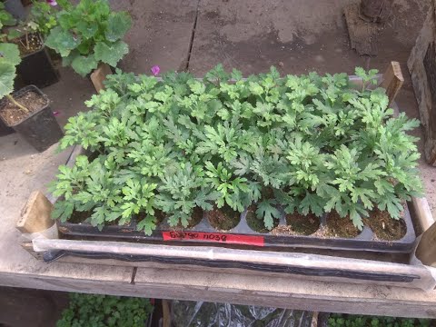 Видео: Подготовка к высадке хризантемы в огород