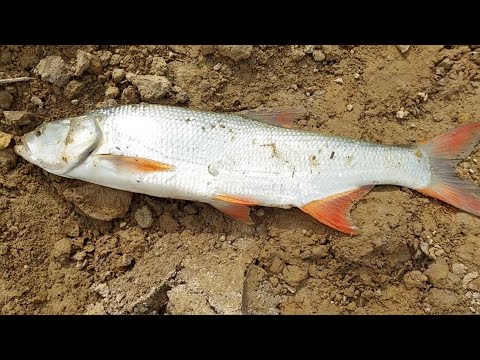 Видео: Көксарай шығыс каналы, Макухамен Сазан, Жерех Аулау 🐟👍