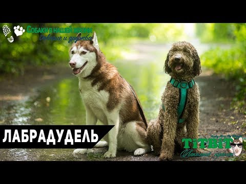 Видео: Собаки в нашей жизни: Лабрадудель (Цена, воспитание, уход)