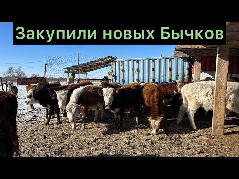Видео: Закупили новых Бычков , отвечаю на вопросы подписчиков