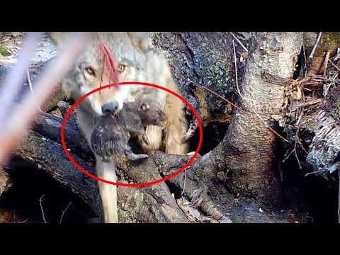 Видео: Мальчик обнаружил умирающую волчицу, а когда присмотрелся кто рядом с ней – расплакался...