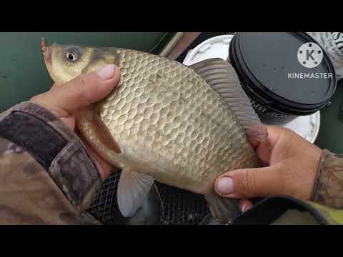 Видео: Журавлевка!!!!!!Самая лучшая рыбалка на карася в жизни.