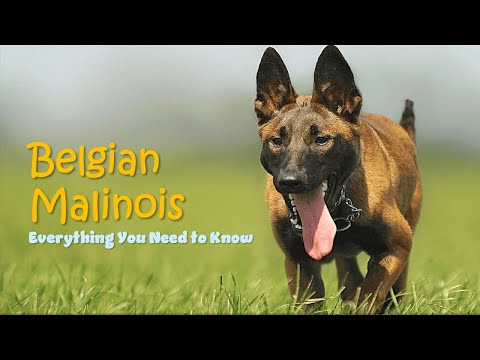 Видео: Бельгийская овчарка малинуа — самая умная и энергичная порода собак. Объяснение