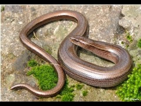 Видео: Очень не ОПАСНАЯ змея. Веретеница ломкая