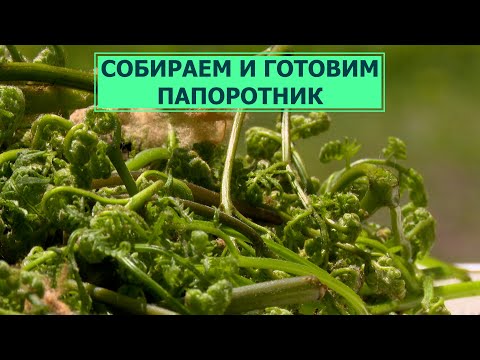 Видео: Сахалинские корейцы научили всех желающих готовить папоротник. Сахалин наш дом 06.06.23