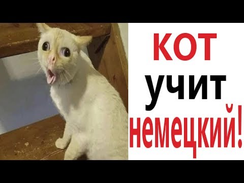 Видео: Лютые приколы. КАК КОТ УЧИТ НЕМЕЦКИЙ!!! Самое смешное видео! Засмеялся проиграл! – Domi Show!