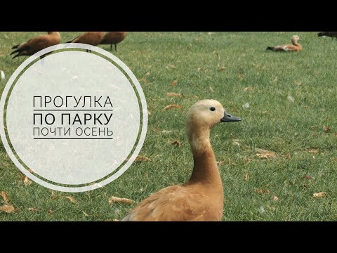 Видео: Прогулка по парку Царицыно 🍁🍂 Скоро осень 🍁🍂