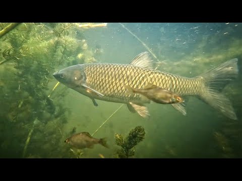 Видео: Заговорённый