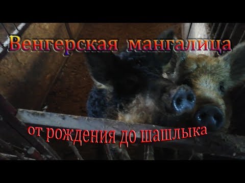 Видео: Выращивание свиней венгерская мангалица. С рождения и до забоя.