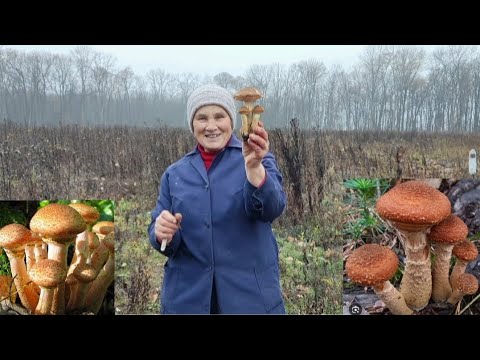 Видео: ГРИБИ  Товстячки! Полювання на Опеньки! Харків 