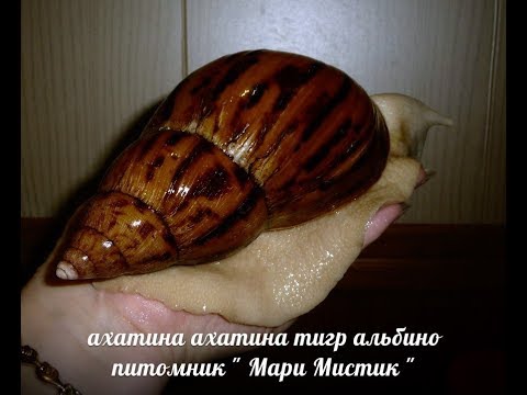 Видео: КАК ЛЕЧИТЬ РАКОВИНУ УЛИТОК = АХАТИН , АРХАХАТИН  ( ПИТОМНИК "МАРИ МИСТИК" )