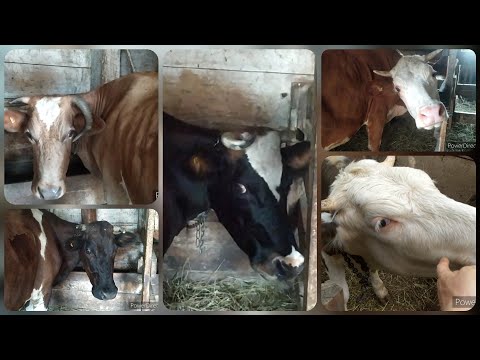 Видео: УДОЙ И ОБЗОР МОИХ КОРОВ. УЧАСТВУЮ В СХ ПЕРЕПИСИ