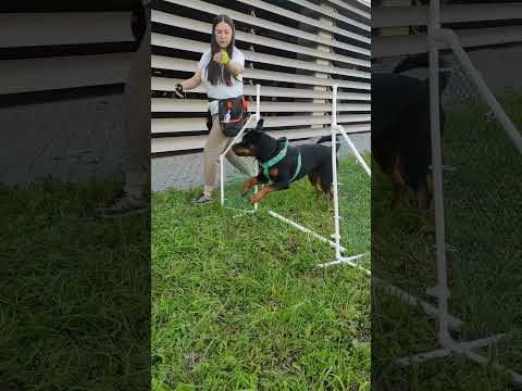 Видео: Занятия по аджилити - это весело