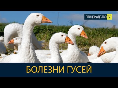 Видео: БОЛЕЗНИ ГУСЕЙ и гусят - симптомы и лечение \ Рассказывает ветеринар