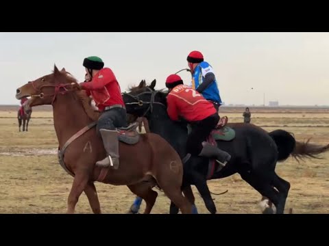 Видео: Командалық көкпардан жарыс көбейеді