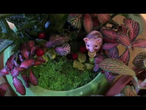 Видео: Шикарные Фиттонии в Мини Садах! Размножение Фиттонии и её особенности.