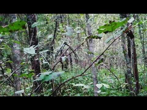 Видео: Лосиные зори. (На лося на реву. Осень 2020) Фильм1.