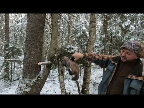 Видео: Проверка капканов. Две куницы за выход!