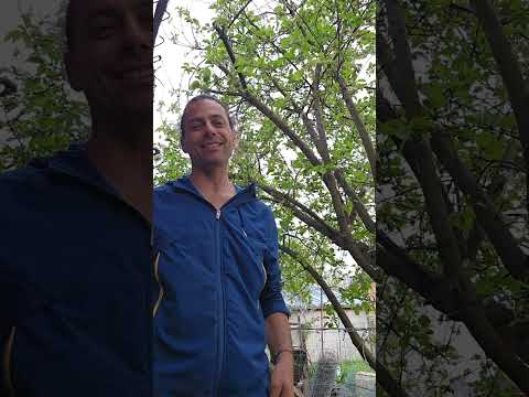 Видео: Как не изгарят растенията в жегите, без мрежа, засенчваща.